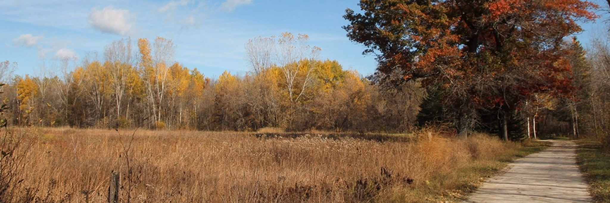 Autumn woodland and a wooden boardwalk